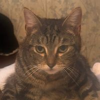 crazycatman66