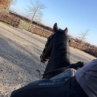xeqquestrian