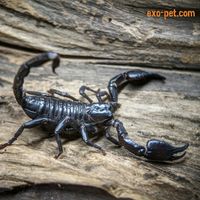 skorpion_069666