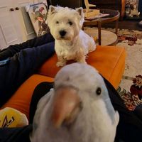 westieandco