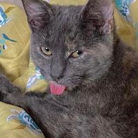 stormi.the.dilute.tortie