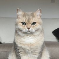 mbecats