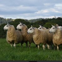 welshmulesheep