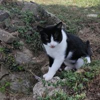 πρωτότυπος ήχος