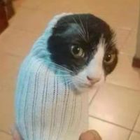 la_patate39