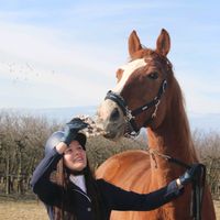 stefan.the_horse