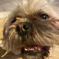 thedoggy8910