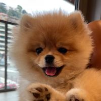 teddyfluffattack
