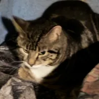 original sound - usamebinladik