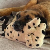 pogo_190473