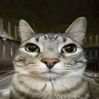 qxdgg