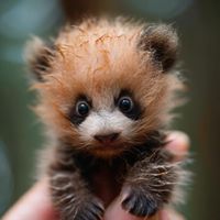 tinycuteanimal