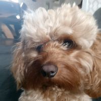 your.fav.cavapoo