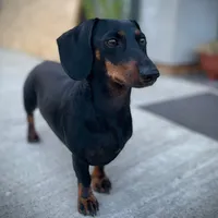 original sound - szundi_tacsi