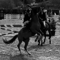 equi_meysa