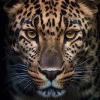 original sound - dohasheakhissa