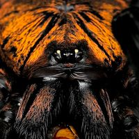 ectotherm_aesthetics