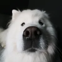 original sound - mikeybirdy