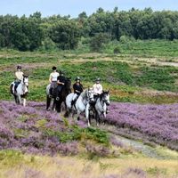 cannockchasetrailriding