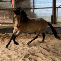 saskia_workingequitation
