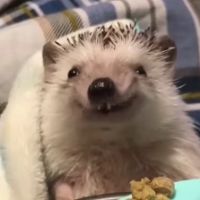 _ratous_