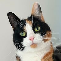 a.cat.named.callie