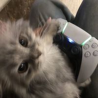 Nasheed Tabalagh Bil Qaleel