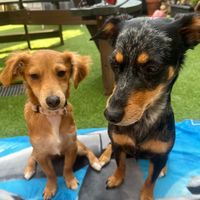 llthedogs