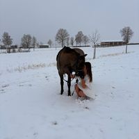 herzenspony_lillyfee