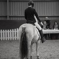 equestrian.lenii