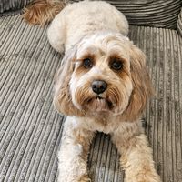 cavapooragdollbsh