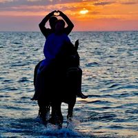 lovenaarponyhof