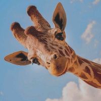 giraffen_2000