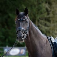 csdressage