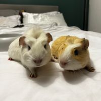 teddy_nugget