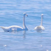 original sound - Bull Film