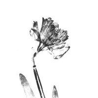 original sound - impressionsofnature