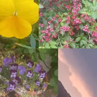 original sound - nala882