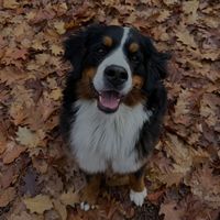 balou_bernese_mountain