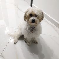 πρωτότυπος ήχος