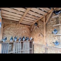 team.king_pigeon