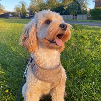 lifewithrosiethecockapoo