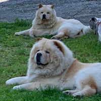 tiffanyesimbathechow