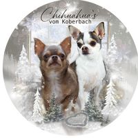 chihuahuas_vom_koberbach