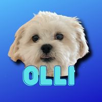ollithedoggi