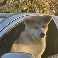 original sound - imendeez