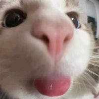 original sound - scorpiana