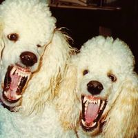 hazza_216