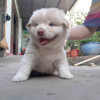 dogcute_01