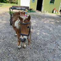 dyrerseje4
